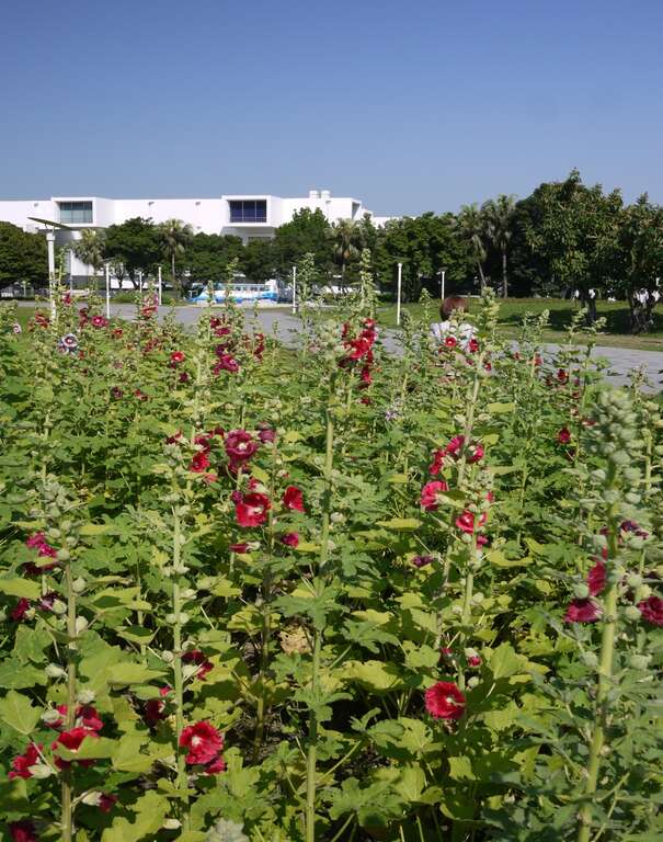 花博公園蜀葵盛開  霸氣展現宮廷風