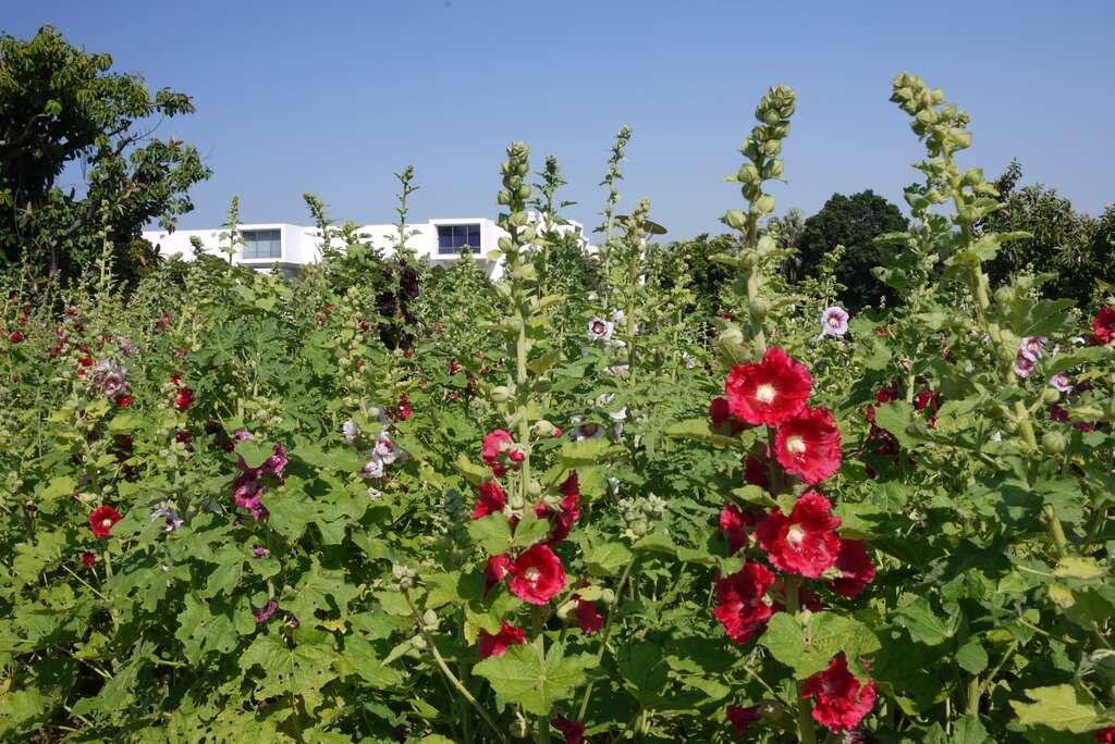 花博公園蜀葵盛開  霸氣展現宮廷風
