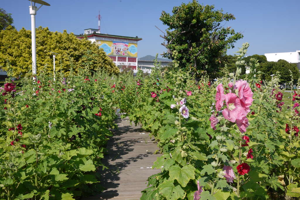 花博公園蜀葵盛開  霸氣展現宮廷風