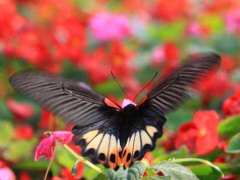 2017Festival de las mariposas de Yangmingshan