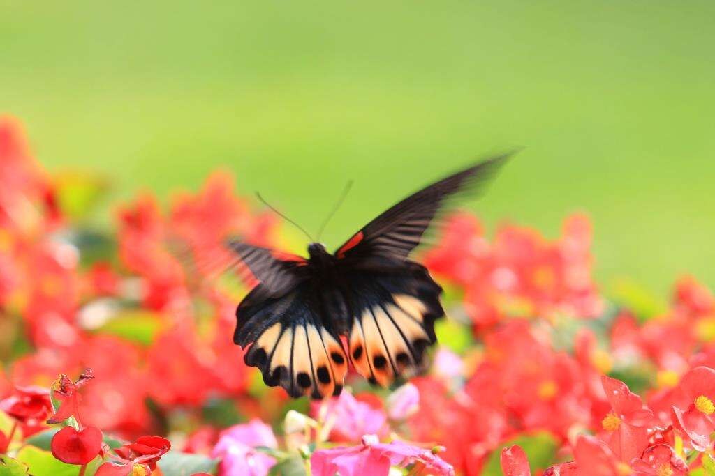 2017Festival de las mariposas de Yangmingshan