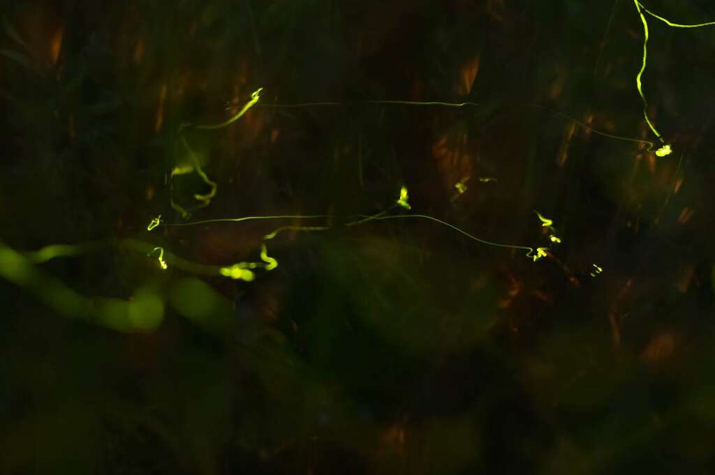图1、荣星公园萤火虫夜间於草丛中飞行