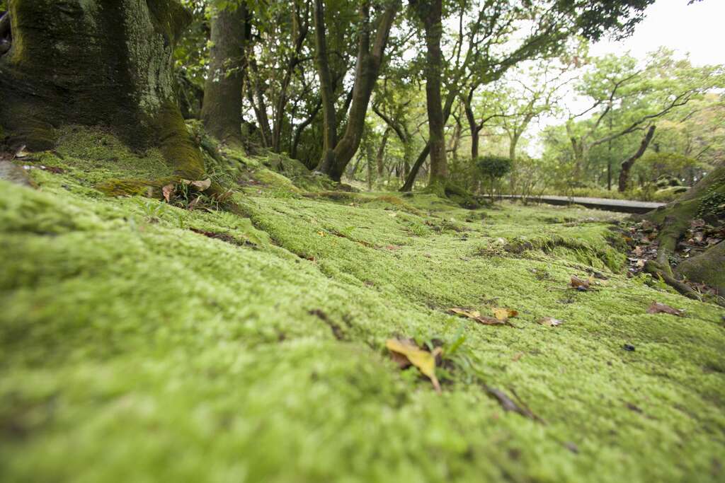 照片11 前山公园苔原一隅