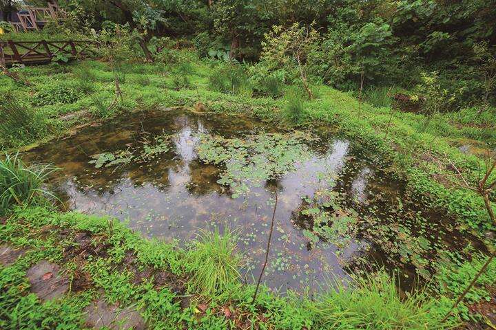 ホタル再生に取り組む栄星花園公園の池。（写真／黄建彬）