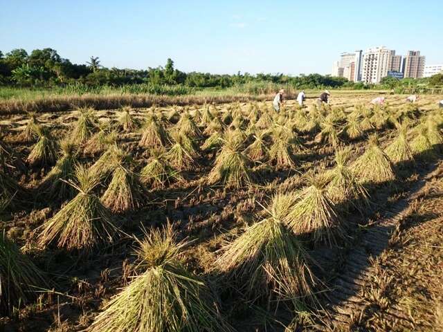 图6-整理稻草的农人-北投区农会提供