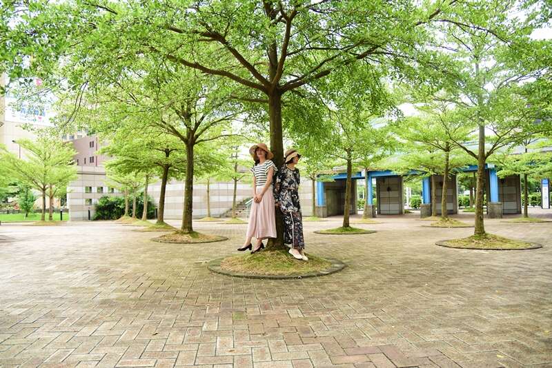 这里拍照太美了！香堤大道小叶榄仁与你午後邂逅