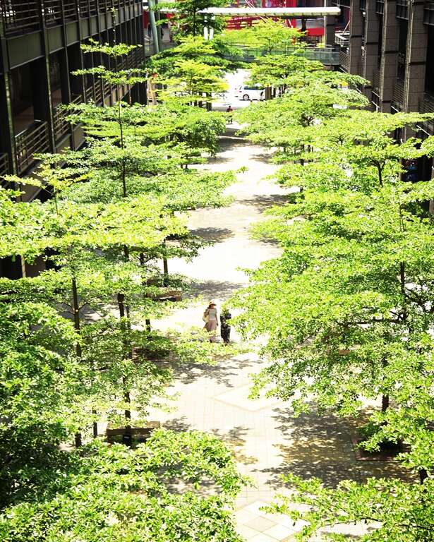 这里拍照太美了！香堤大道小叶榄仁与你午後邂逅