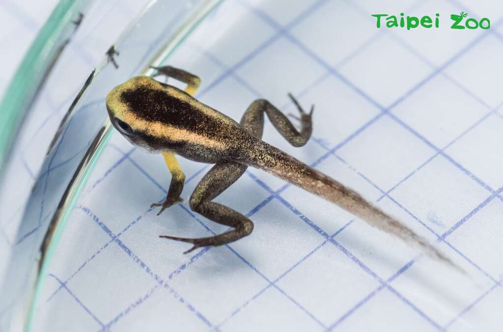 金色箭毒蛙繁殖终有成 首只小蛙变态完成上岸