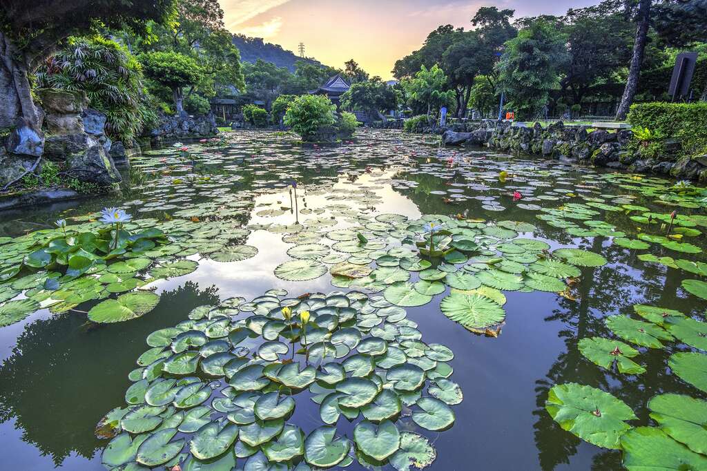图3.双溪公园栽植了为数众多的睡莲，现正热闹绽放 摄影李光裕