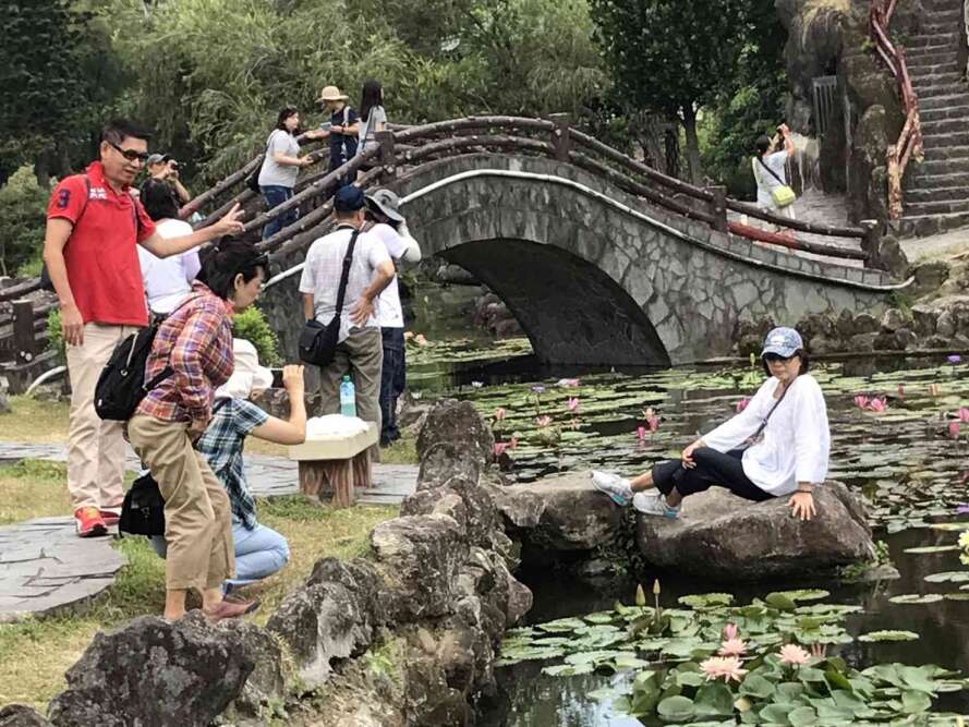 图4.现已吸引许多游客伫足与美丽的莲花合影