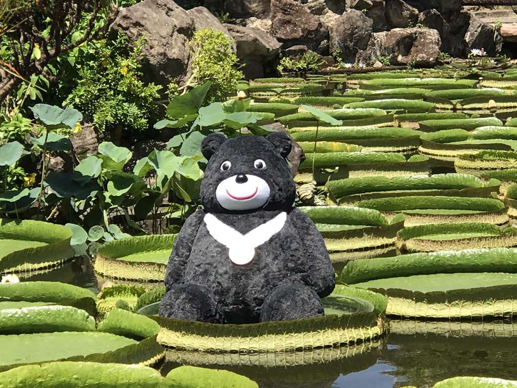 图10.2017大王莲奇幻漂浮