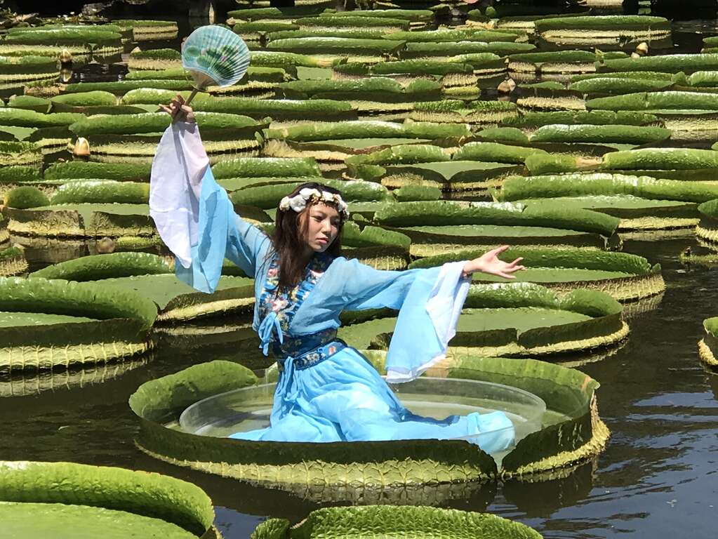 图11.2017大王莲奇幻漂浮