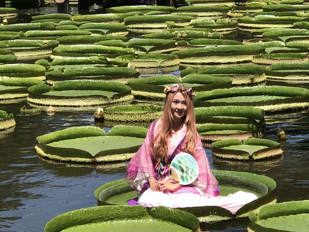 图12.2017大王莲奇幻漂浮