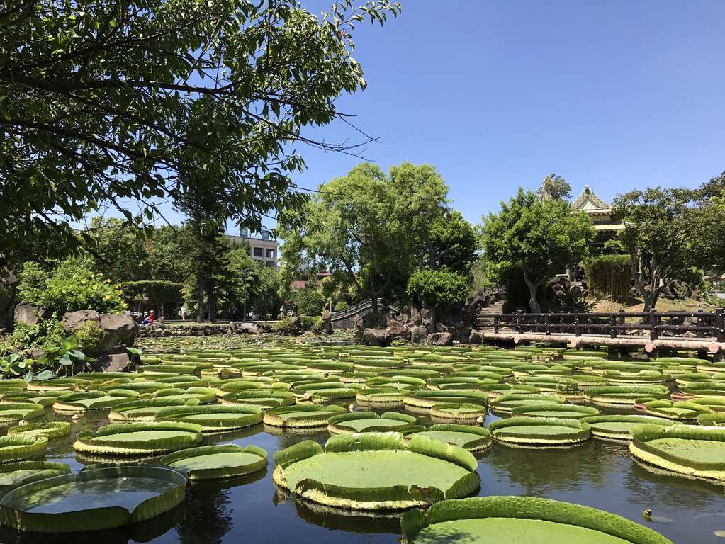 图14.2017大王莲奇幻漂浮