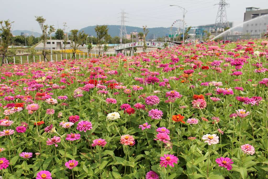 12. 大百日草花海花況特報!