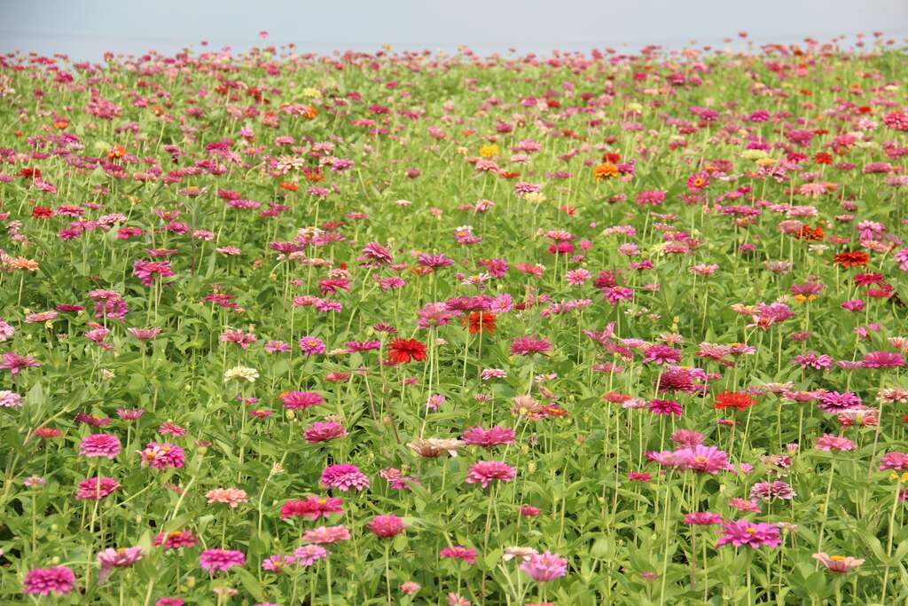 14. 大百日草花海花況特報!