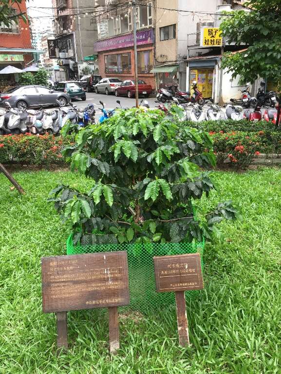图4、柯市长种植的咖啡树日渐茁壮，生意盎然