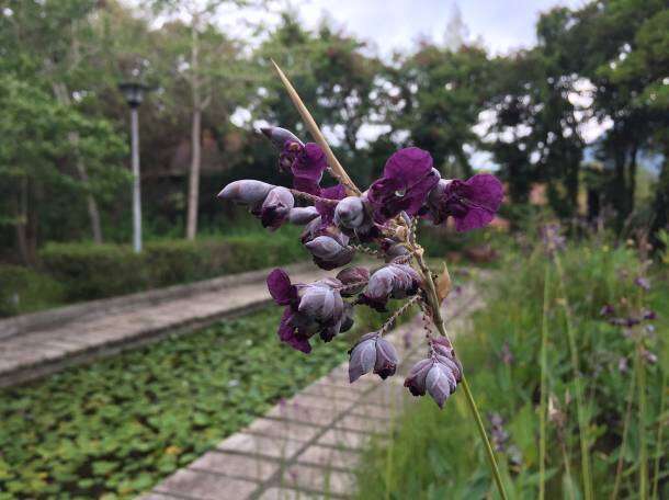 水竹芋