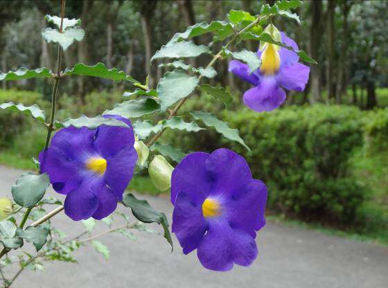 立鶴花