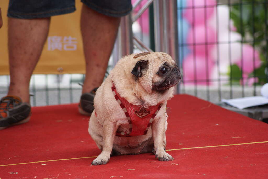 图6. 现场活动hold住犬比赛