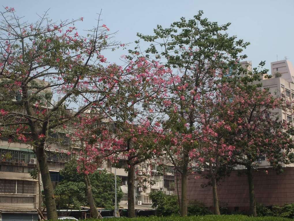 公園裡的美人樹