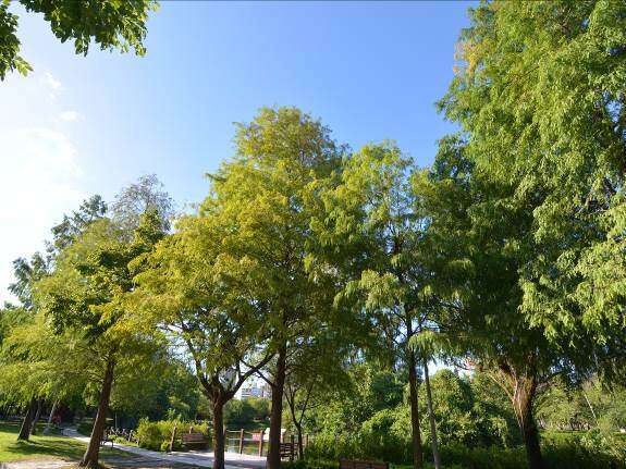 大安森林公園