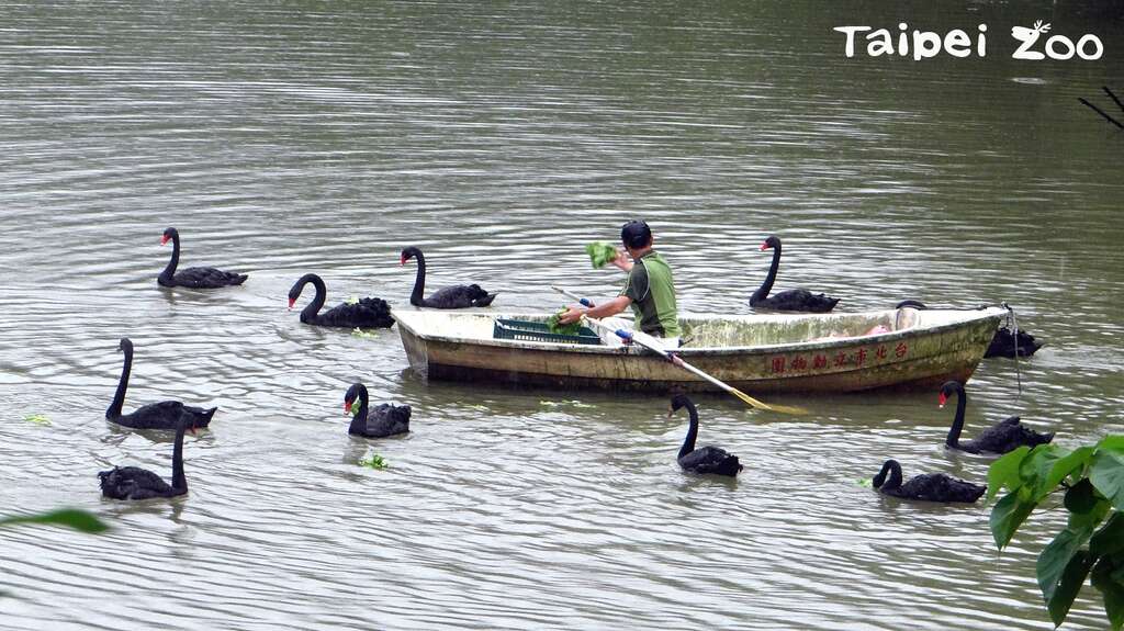 Taipei Zoo to Greet Migratory Waterfowls