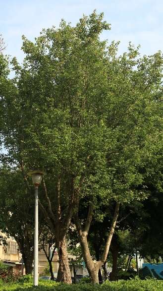 文德2號公園的三角楓，樹姿挺直。