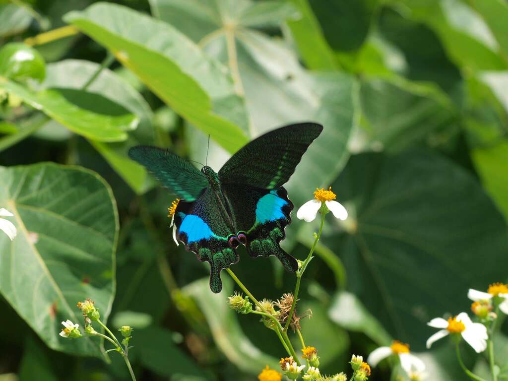 冬の蝶がひらひら舞い踊る 剣南蝶園 で蝶さがし 台北観光サイト