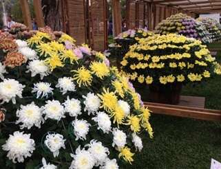 2017士林官邸菊展C.K.S. Shilin Residence Chrysanthemum Show