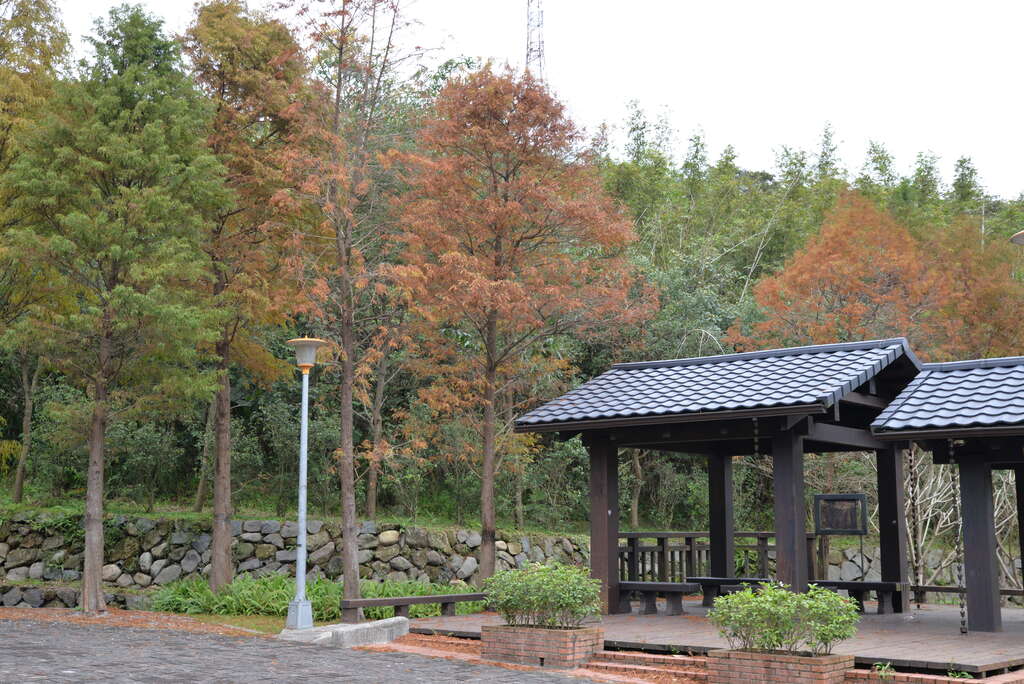 往年丽山农民广场落羽松美景