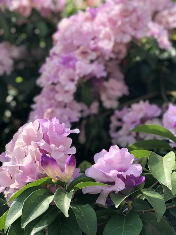 谁在装蒜？  蒜香藤色香味俱全