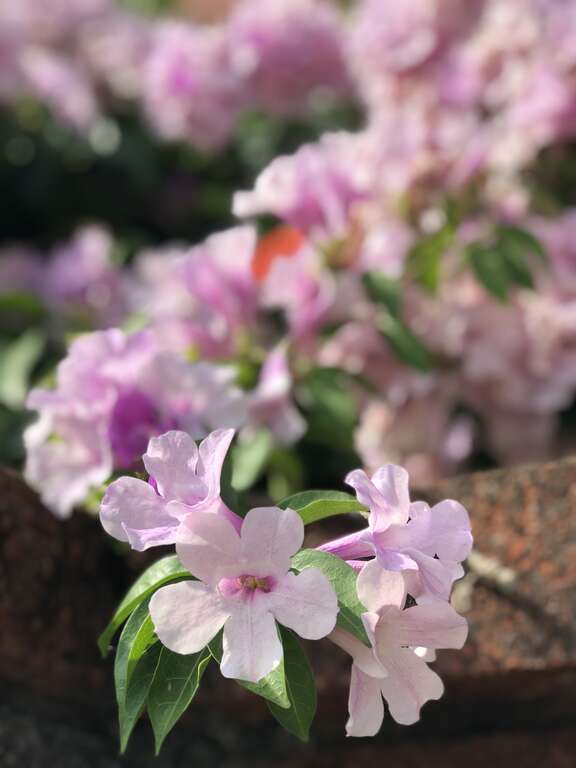 谁在装蒜？  蒜香藤色香味俱全
