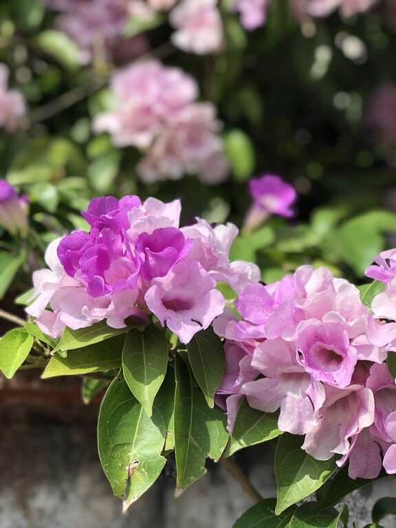 谁在装蒜？  蒜香藤色香味俱全
