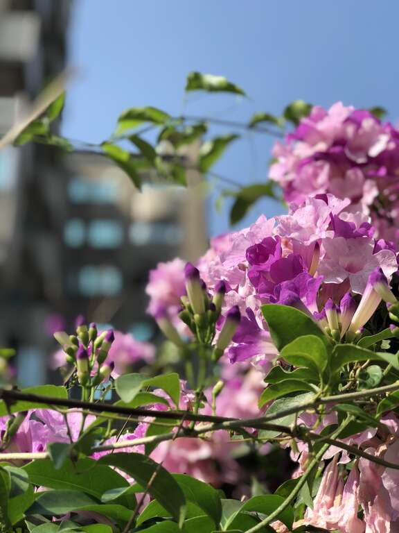 谁在装蒜？  蒜香藤色香味俱全