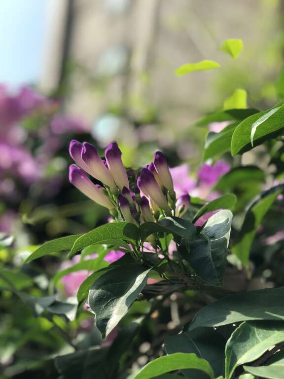谁在装蒜？  蒜香藤色香味俱全