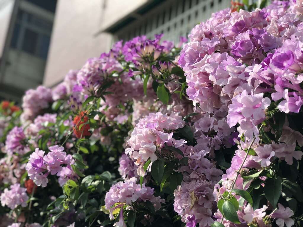 谁在装蒜？  蒜香藤色香味俱全