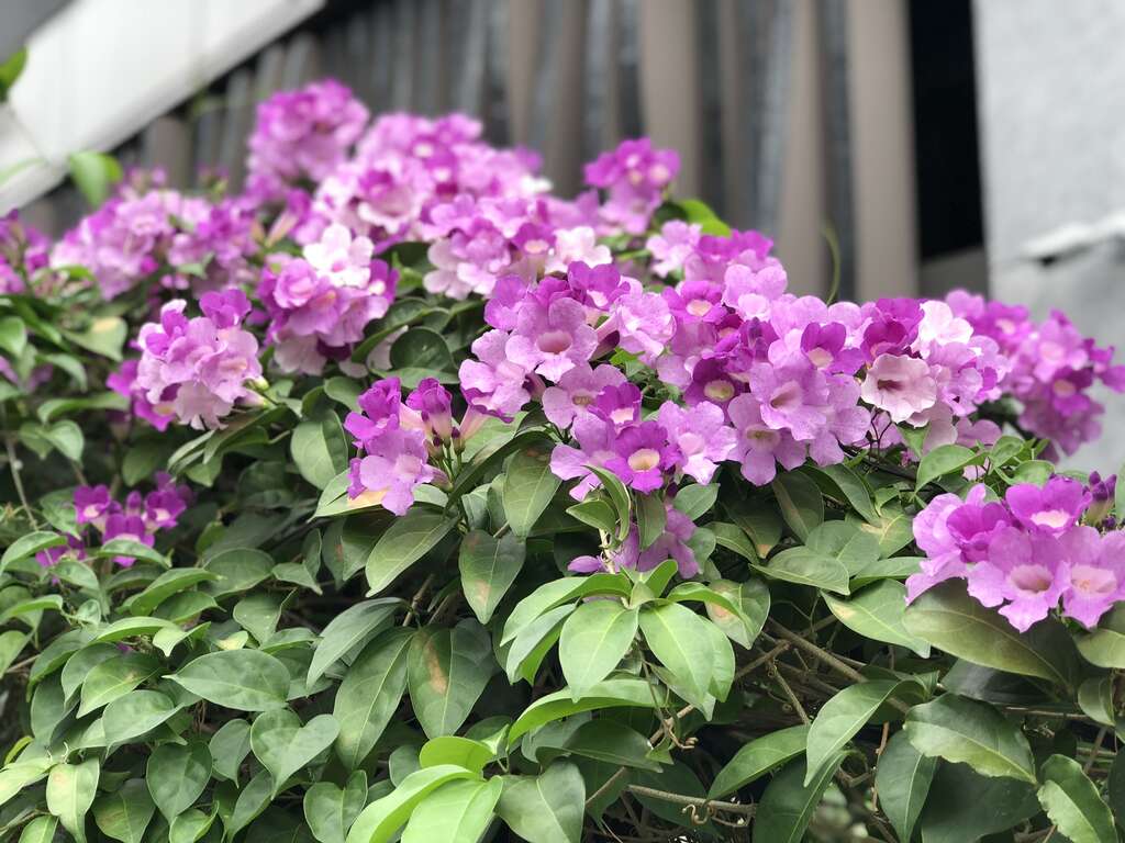 谁在装蒜？  蒜香藤色香味俱全