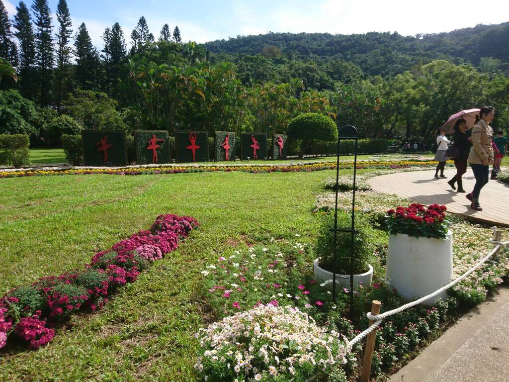 芭蕾舞者与菊花田园共舞