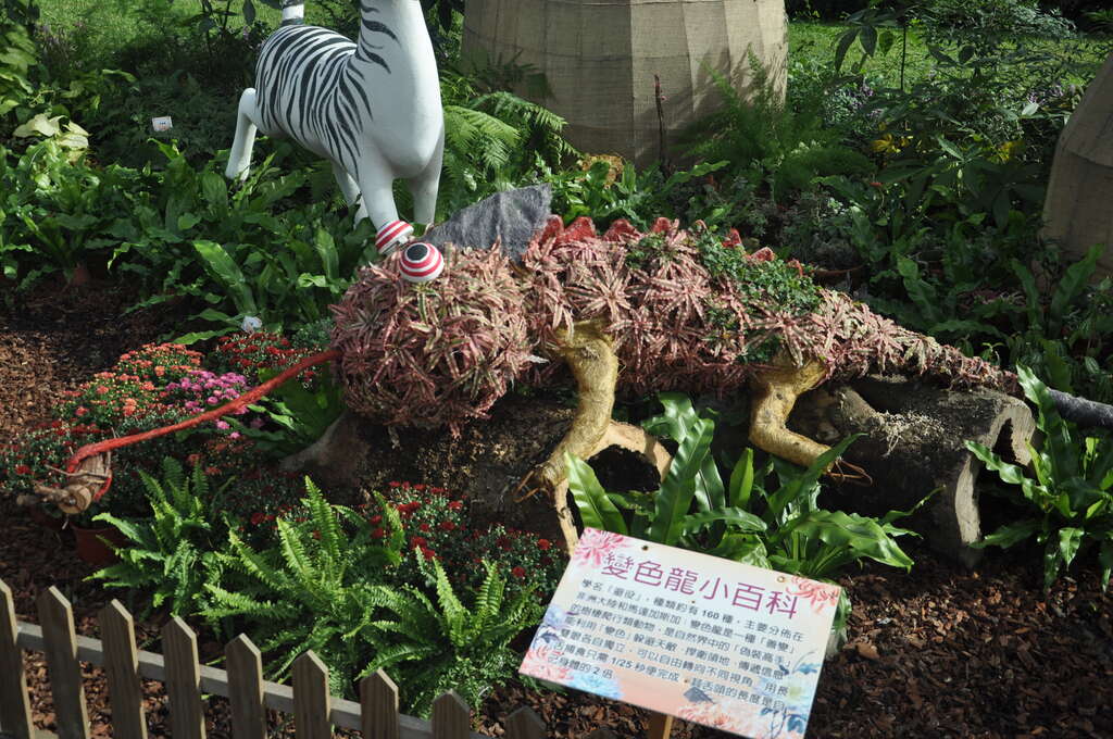 圖3.有看到變色龍嗎？