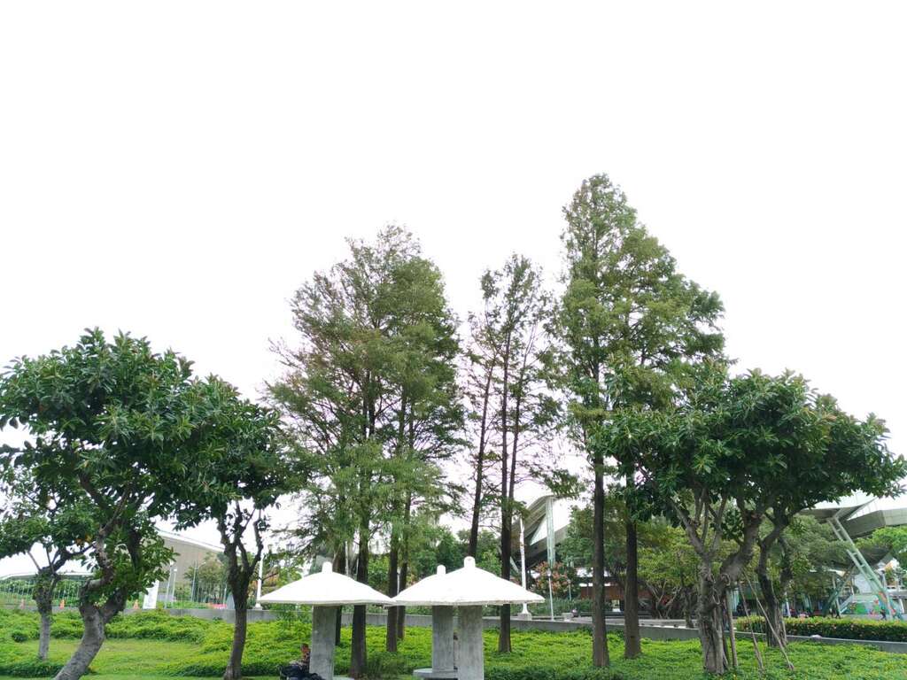 图3、民众可在凉亭旁欣赏落羽松的美景
