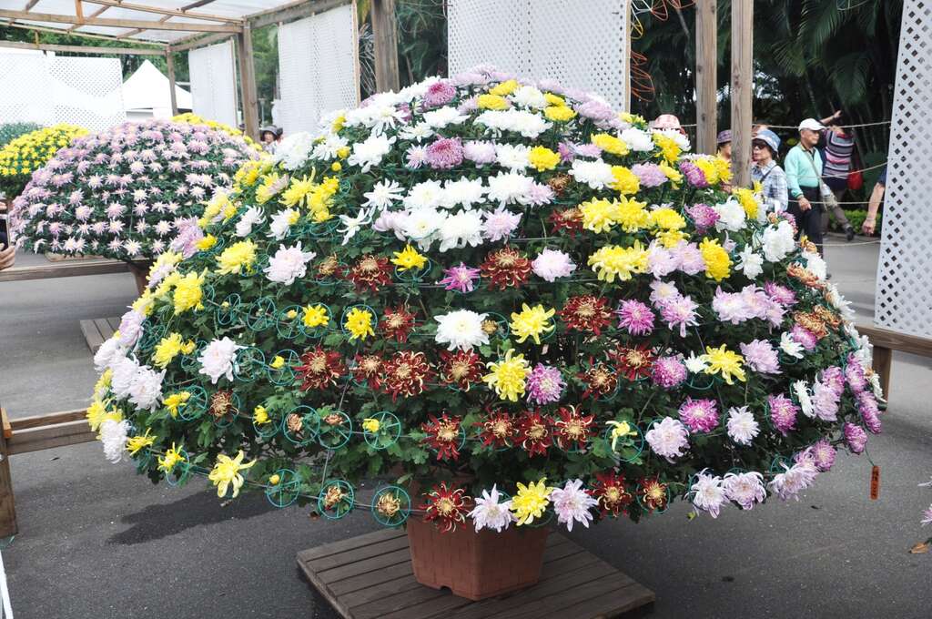 图2.大立菊已进入最佳赏花期，千万别错过