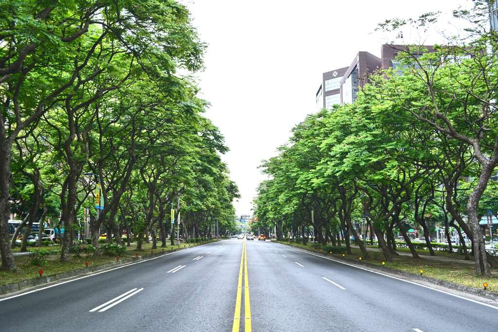 图1.台北市行道树台湾栾树绿树成荫图
