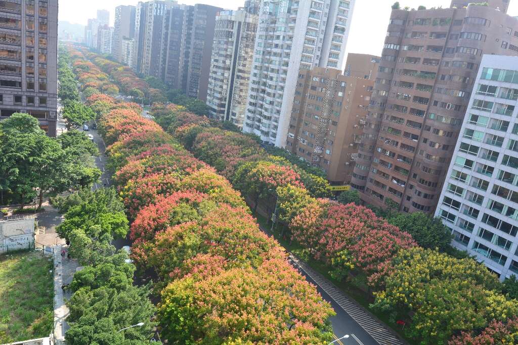 图2.台湾栾树每年秋冬落叶前之盛花状况