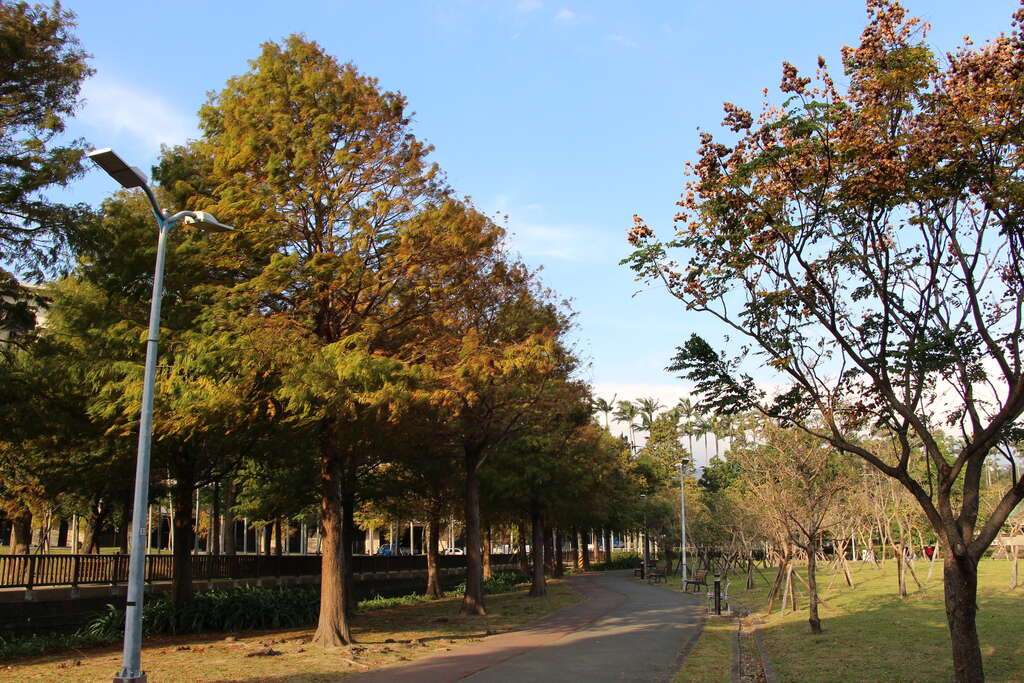 圖2.褪去綠衣漸漸轉色的落羽松也開始嶄露芳姿