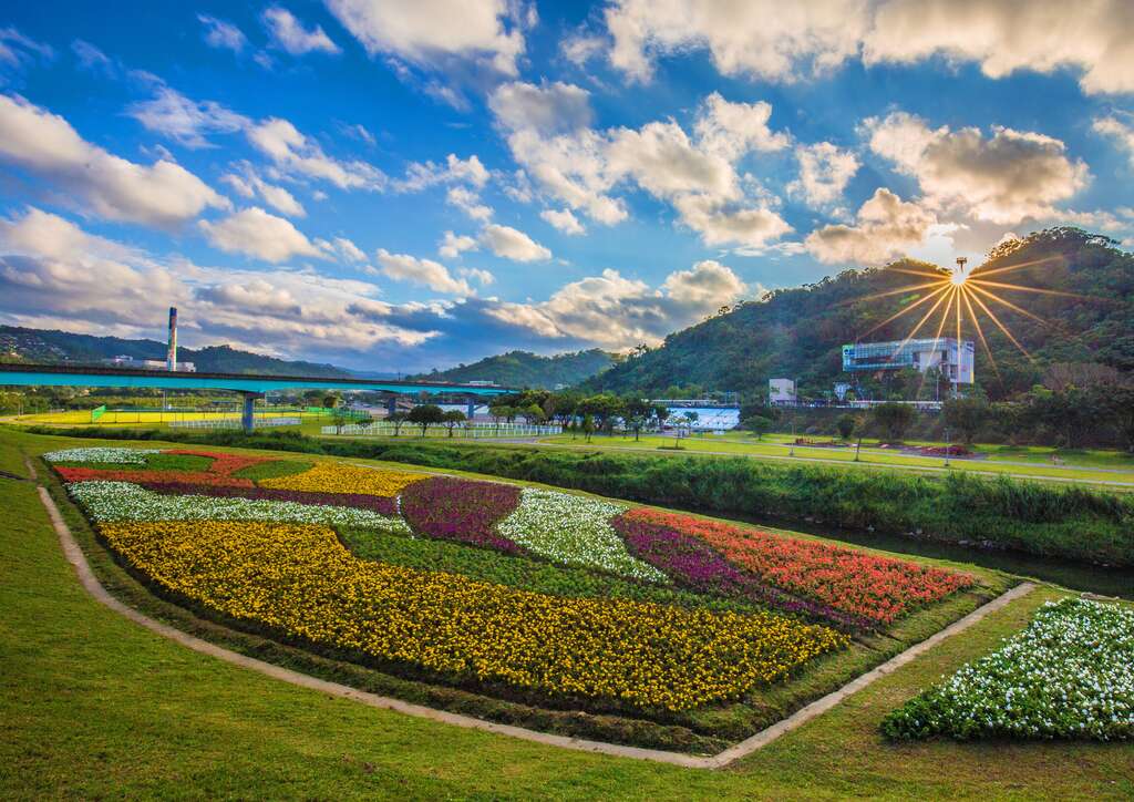 观赏期倒数中 北市河滨限定美景 绝美花海盛开中