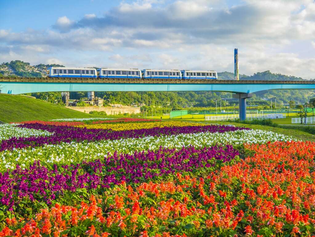 观赏期倒数中 北市河滨限定美景 绝美花海盛开中