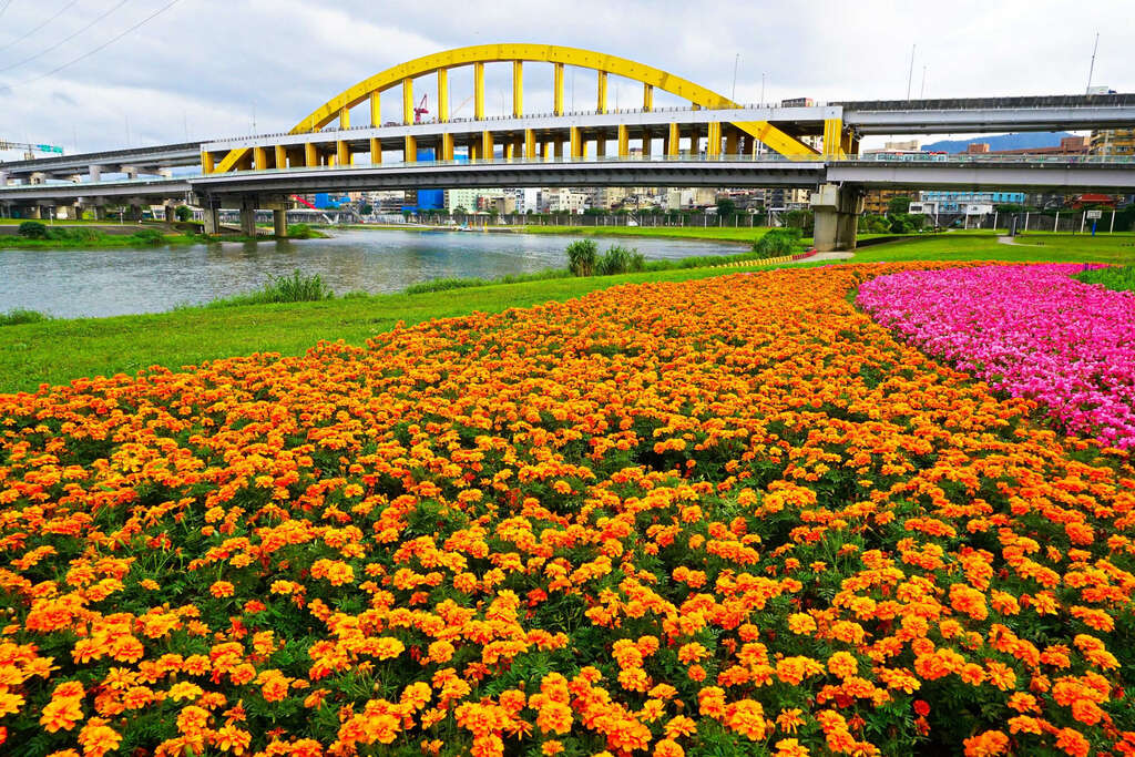 观赏期倒数中 北市河滨限定美景 绝美花海盛开中