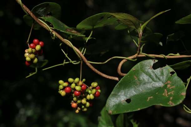 2千金藤，常绿性爬藤，高挂於树上，成串的果实由绿转红