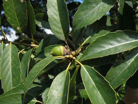 3.青刚栎，低海拔最常见的壳斗科乔木，果实是松鼠的最爱